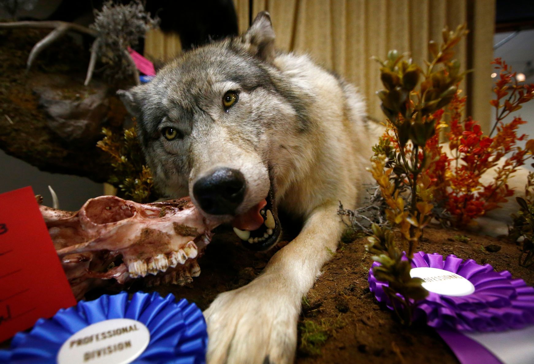 Montana Taxidermists Association Convention and competition